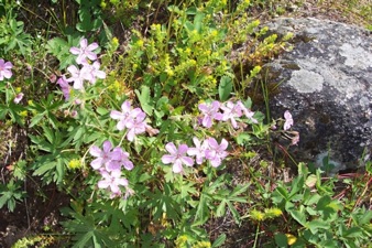 July flowers